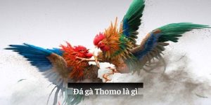 đá gà thomo