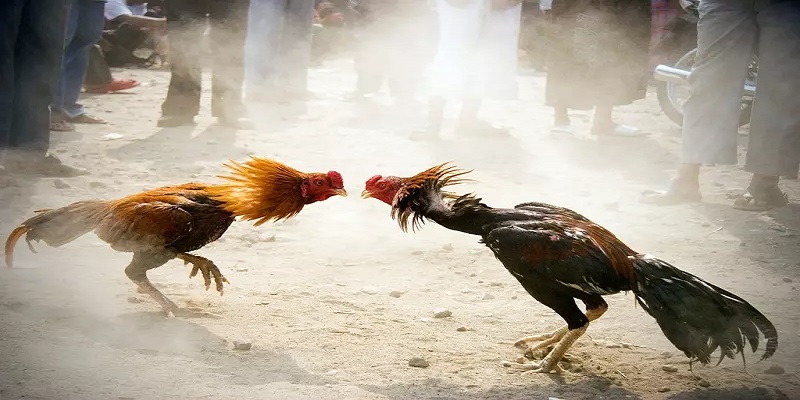 Hướng dẫn luật chơi đá gà trực tiếp C1 chi tiết nhất