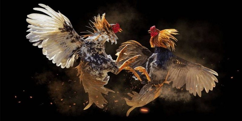 Tìm hiểu về đá gà mạng