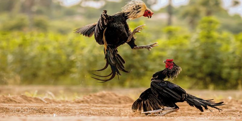 Ưu điểm của đá gà mạng